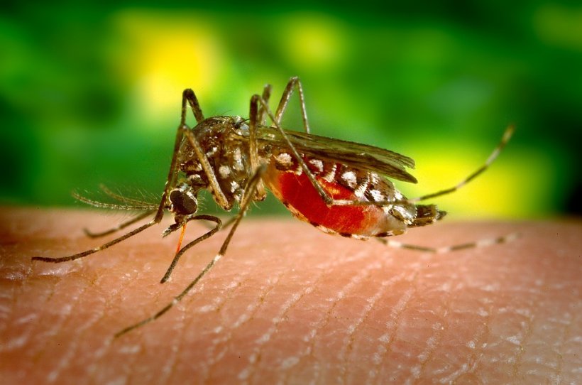 Alertă în România! Caz de malarie, confirmat la Iași