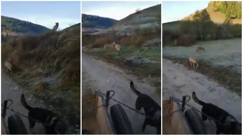 Imagini de groază surprinse ziua în amiaza mare într-un sat din județul Harghita. Nu vezi în fiecare zi asta! (VIDEO)