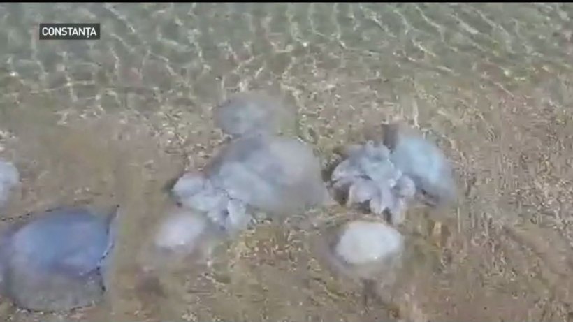 Invazie de meduze albastre în Marea Neagră - VIDEO