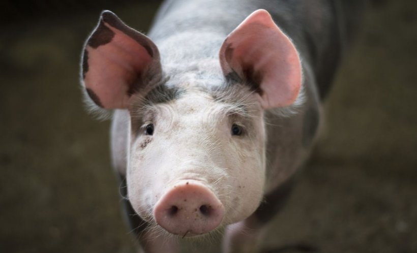 România ar putea primi o lovitură mortală! Carnea de porc, interzisă la export? 