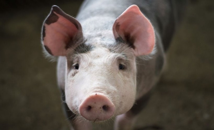 Suspiciune de pestă porcină la Grădina Zoologică din Brăila. Ce plan au autorităţile