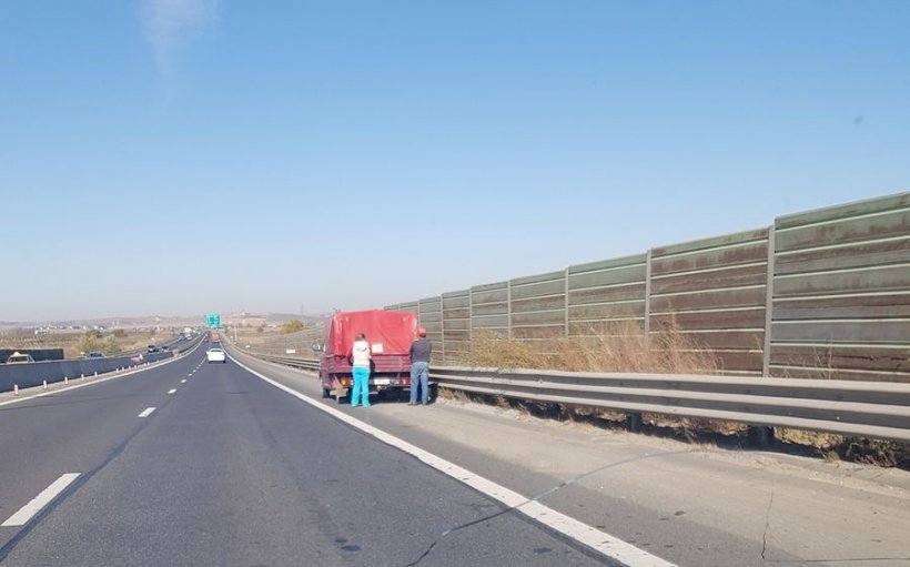 Gândacul care împiedică finanţarea autostrăzii Sibiu-Pitești va fi relocat. Cum vor autorităţile să facă acest lucru