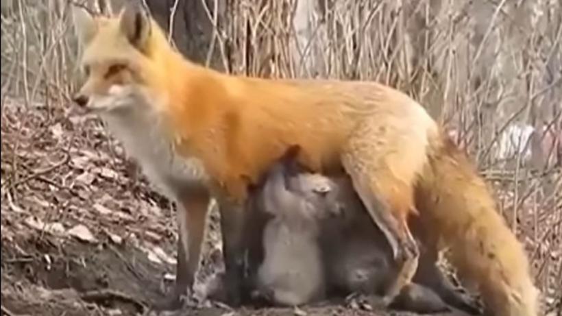 Gest uluitor făcut de o mamă-vulpe: A hrănit puii de urs koala flămânzi (VIDEO) 