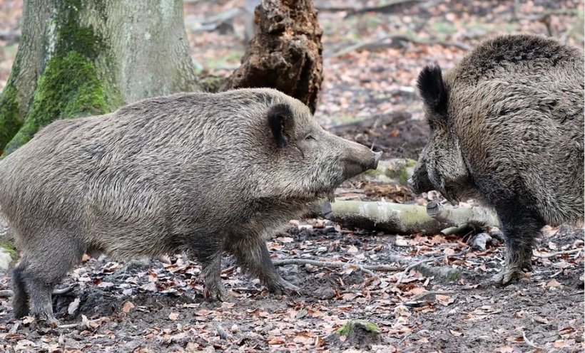 Scene șocante într-o pădure din Sălaj. Peste 60 de porci mistreţi infectaţi cu virusul pestei porcine africane au fost găsiţi morţi