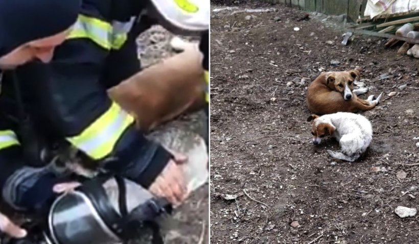 Doi câini şi o pisică, readuşi la viaţă de pompieri, în Odobeşti