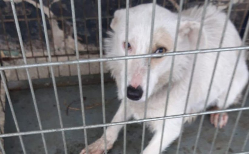 Bărbat din Cluj, cercetat de Poliţie după ce şi-ar fi batjocorit câinele