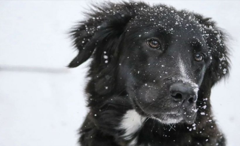 Câine găsit spânzurat şi cu urechile tăiate, la Vaslui. Reacția Poliției: Face atâta tam-tam pentru nişte javre