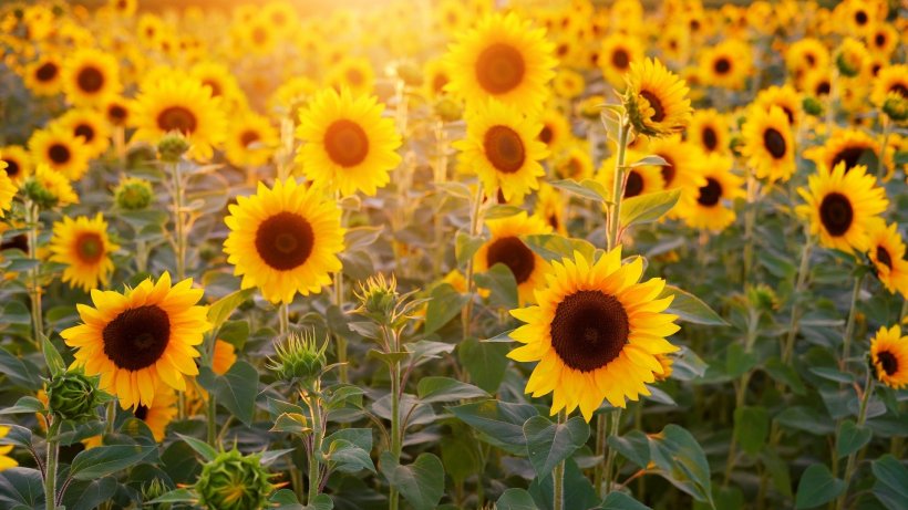 Agricool: Seceta afectează cultura de floarea-soarelui