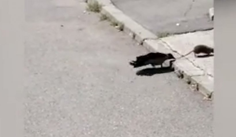 Cum s-a bătut o cioară cu un şobolan, într-o parcare din Bucureşti. Video amuzant