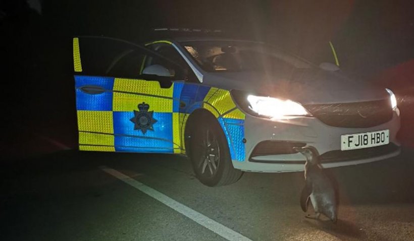 Un pinguin evadat a fost prins de polițiști pe o șosea din Anglia