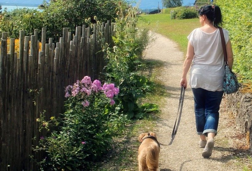 Locuitorii acestei țări ar putea fi obligați să-şi scoată câinii la plimbare cel puţin de două ori pe zi