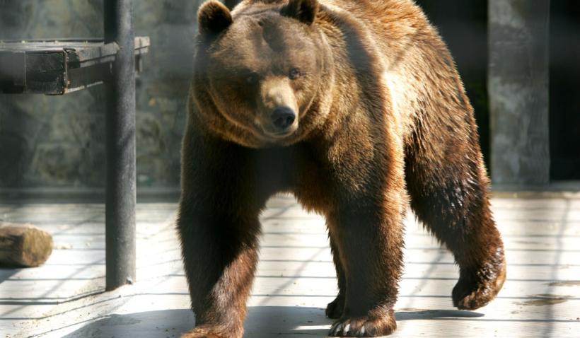 Program Zoo TimiÈ™oara Linia Alba Abdominala