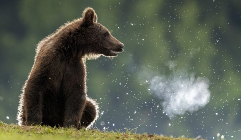 Autoritățile au emis mesajul RO-ALERT! O ursoaică a fost zărită într-un parc din Târgu-Mureş