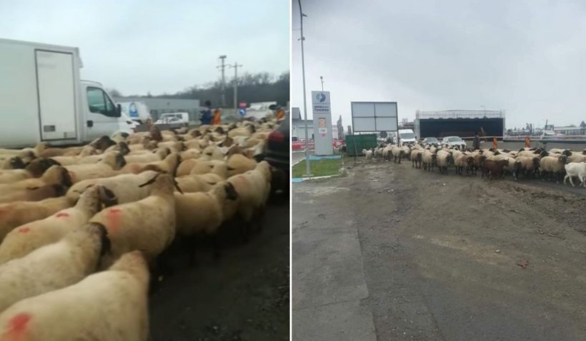 O turmă de oi a blocat traficul pe Centura Capitalei, cu o zi înainte de alegeri