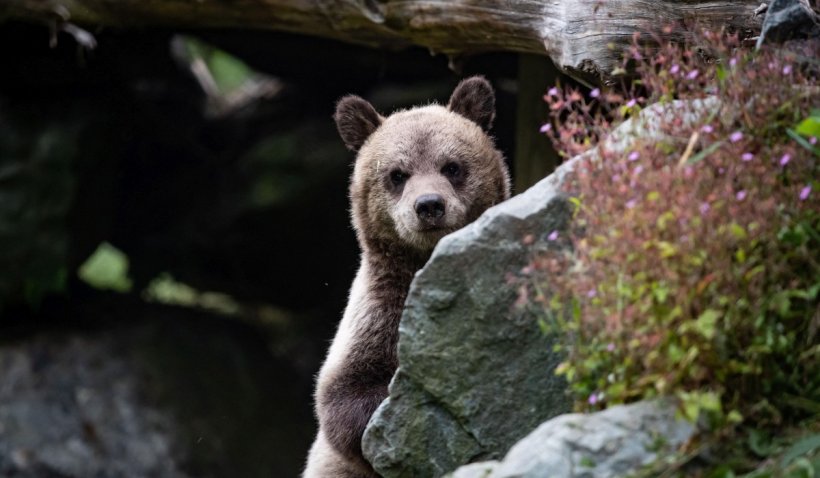 Imagini video amuzante cu un pui de urs care găsește o camera video montată în Parcul Piatra Craiului
