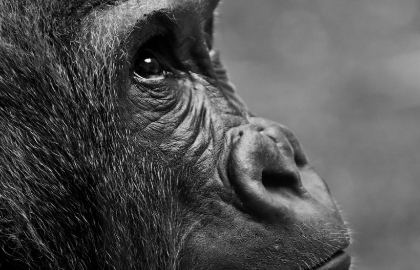 Două gorile de la o grădină zoologică din California au COVID-19. Primatele au fost testate după ce au început să tuşească