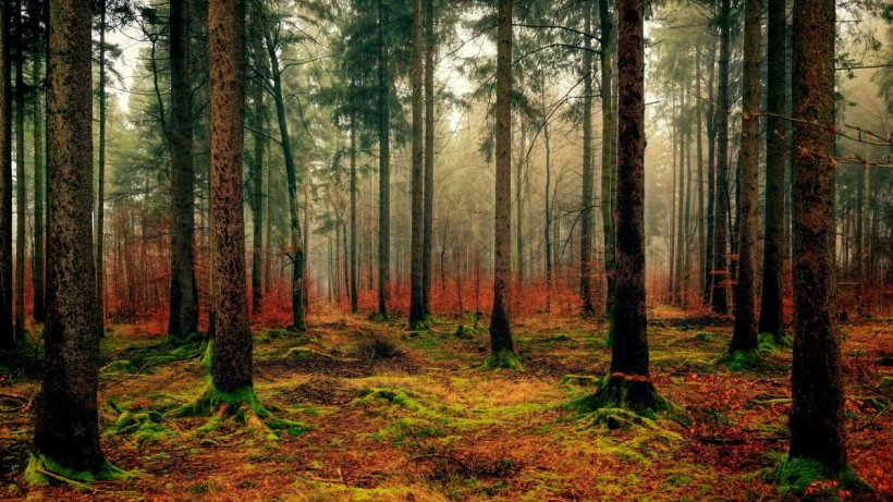 Pădurile lumii dispar! Specialiştii, îngroziţi de raportul care arată defrişările masive
