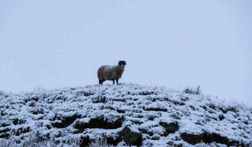 Ciobanul căutat timp de două zile în Olt a fost găsit teafăr în județul vecin: A abandonat oile într-un pârâu înghețat și a plecat să își caute alt loc de muncă