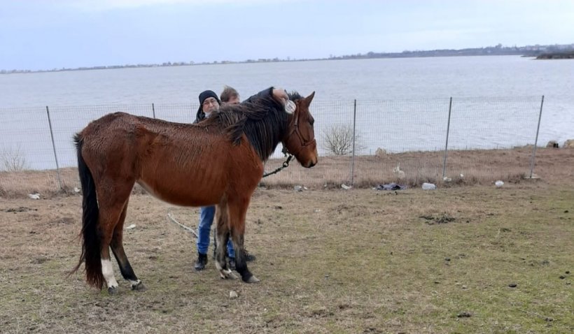 Caii chinuiți găsiți pe un câmp din Techirghiol ar aparține unui procuror DIICOT 