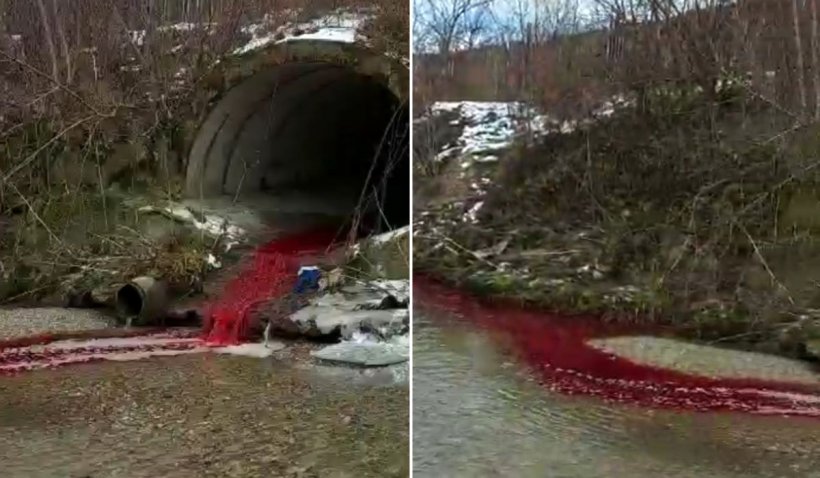 Un râu de lângă Bascov s-a umplut de sânge: "Ne batem joc de mediu şi de oameni"