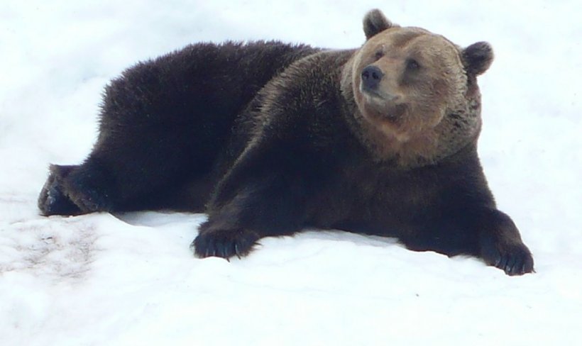 Un urs din Parcul Natural Putna a fost surprins în timp ce se joacă şi face tumbe prin zăpadă