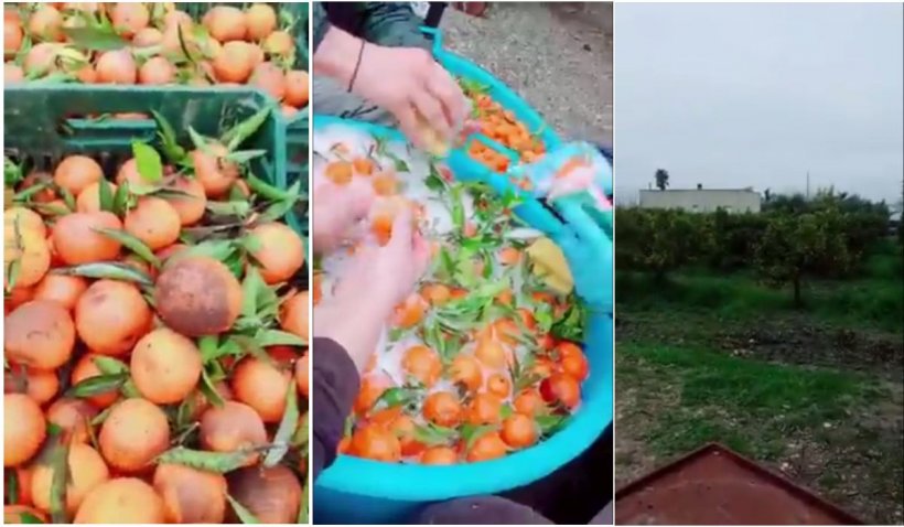 Afacerea anului în Italia: români angajaţi să spele mandarine cu şampon de vase! E uluitor cu cât se vând fructele în magazin