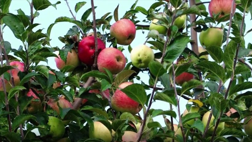 Veste bună pentru pomicultori! Soluţii inovatoare în livezi pentru mere de calitate