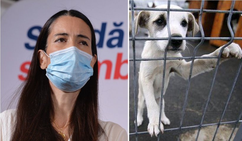 Clotilde Armand, decizie drastică pentru adăpostul de câini Odăi : "Trebuie închis urgent!”. Ce se va întâmpla cu cei 750 de câini