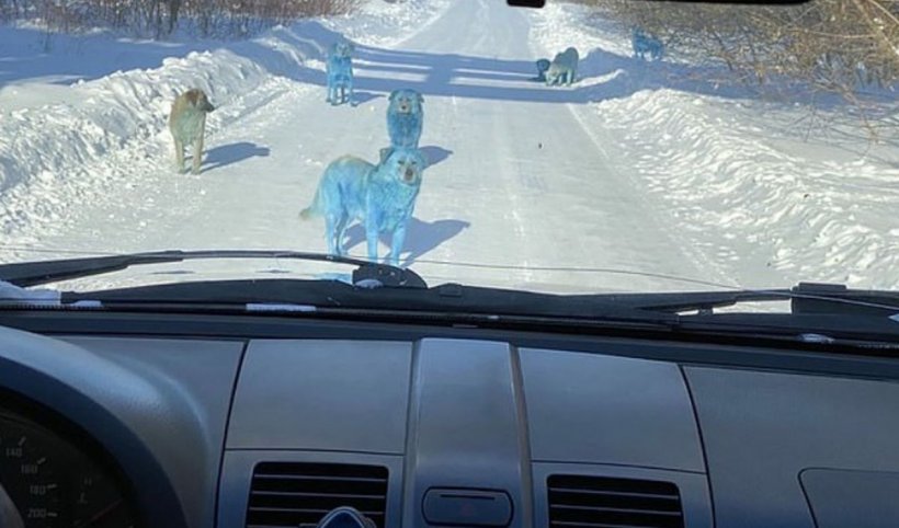 Câini cu blana albastră, pe străzile din Rusia. Cine ar fi de vină