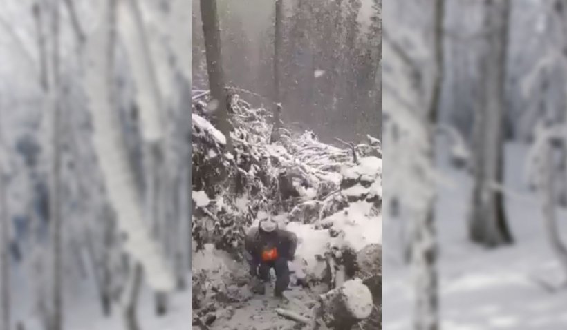 Atât i-a dus mintea! Trei muncitori din Neamţ au scos patru pui de urs din bârlog şi i-au aruncat în zăpadă. Ce a urmat este revoltător