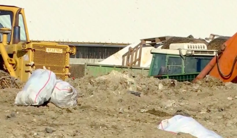 Dezastru ecologic în Tulcea! Pe langă oile îngropate pe câmp s-au descoperit și cadavrele a sute de porci