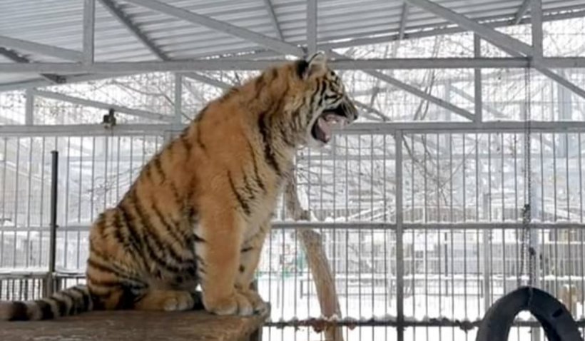 Un pui de tigru siberian care cântă face senzație pe internet: A fost botezat după un celebru contratenor