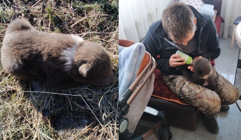 Pui de urs nou-născut, salvat din mijlocul unei exploatări forestiere: A fost hrănit cu biberonul ca să își revină - FOTO