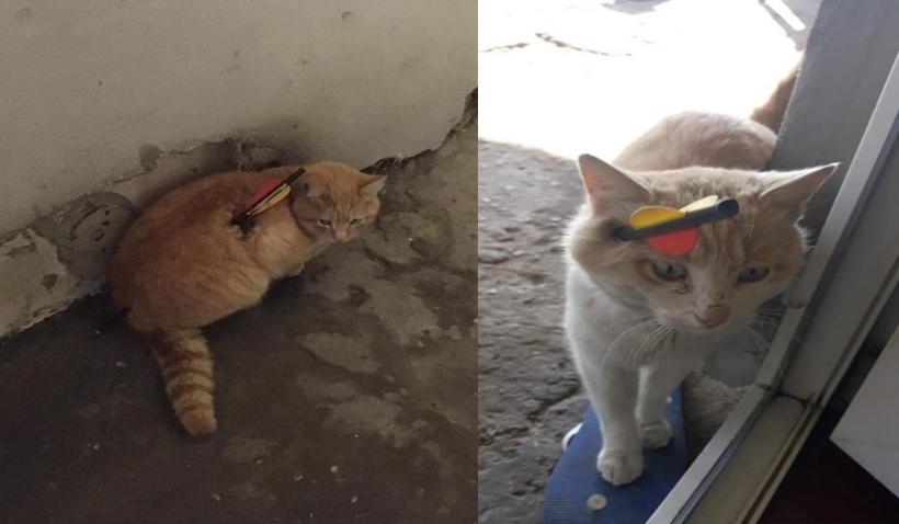 Doi pisoi, răniţi după ce au fost vânaţi cu un arc cu săgeţi 