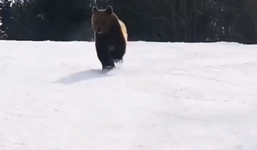 Un urs a fost filmat pe pârtia Cocoșul din Predeal chiar de schiorul pe care îl fugărea