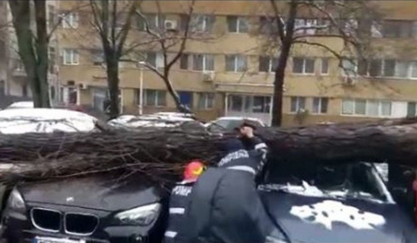 Maşini avariate, după ce un copac s-a prăbuşit din cauza vântului în Bucureşti