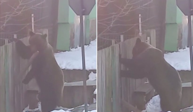 Doi urși, filmați când băteau la poarta unei case din Azuga și încercau să intre în curte