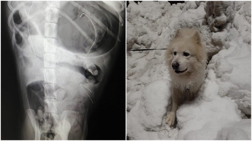 Povestea tragică a lui Alfie, un câine de rasă perfect sănătos care a murit după ce a înghițit mai multe măști aruncate pe stradă