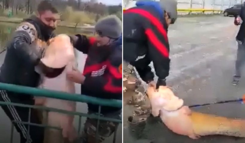Somn uriaş prins de un pescar într-o baltă de lângă Craiova, live pe Facebook | VIDEO