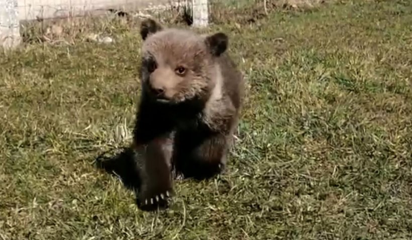Doi pui de urs orfani au fost găsiţi înfometaţi într-o pădure din Sibiu