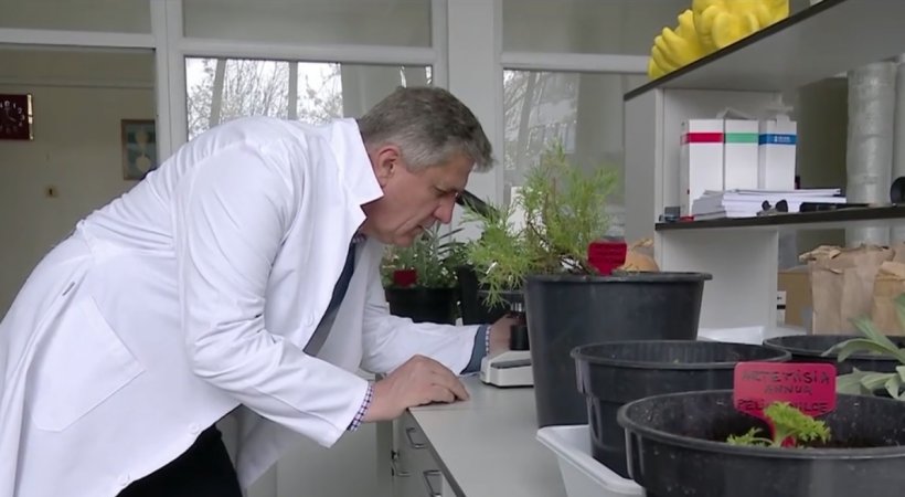 Planta miraculoasă care omoară COVID-ul. Crește în România și este studiată deja de specialiști
