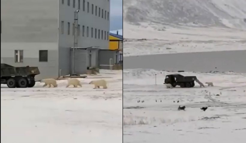 Urși polari înfometați în Siberia, filmați în timp ce aleargă agățați de o mașină de gunoi