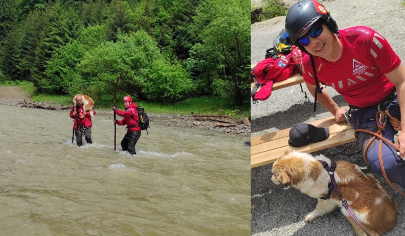 Salvamontiștii s-au chinuit opt ore să salveze un câine de pe malul unui râu: Îl hrăneau turiștii din Mocăniță, aruncând mâncare peste apă