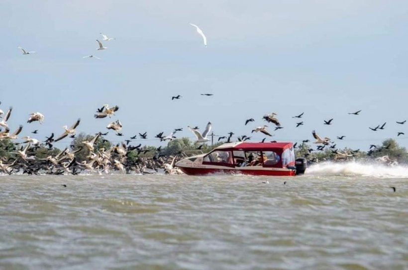 Stol de pelicani lovit în plin de o barcă. Păsările au fost spulberate 