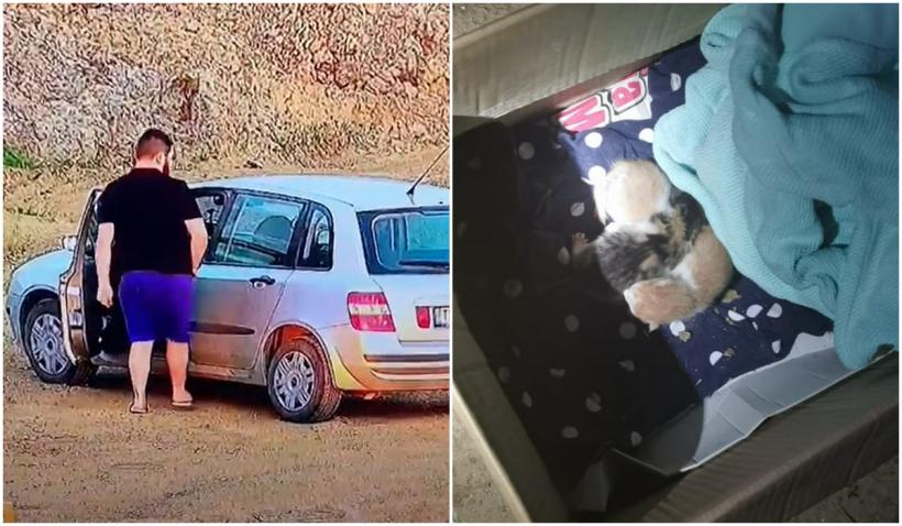 VIDEO - Un tânăr a fost amendat pentru că a abandonat patru pui de pisică  pe un câmp