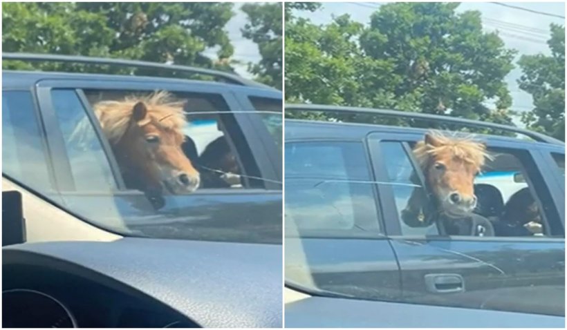 Un ponei s-a plimbat prin Iași pe bancheta din spate a unei mașini, alături de doi copii