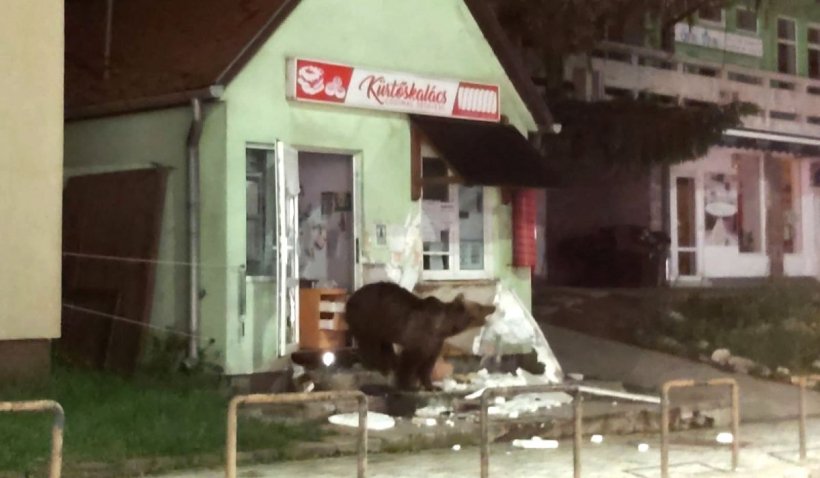 Un urs a devastat un magazin din Băile Tuşnad, iar altul a fost surprins în faţa primăriei