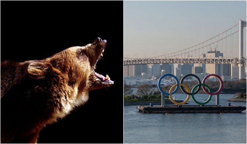 Un urs a rănit patru persoane, într-unul dintre orașele gazdă ale Jocurilor Olimpice din Japonia. Animalul a fost împușcat în dimineața aceasta