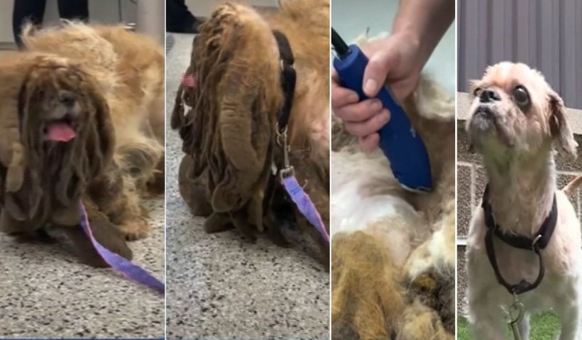 Un câine Shih Tzu, cu părul încâlcit și noduros, vedetă pe internet după ce a fost tuns. Americanii dau năvală să-l adopte