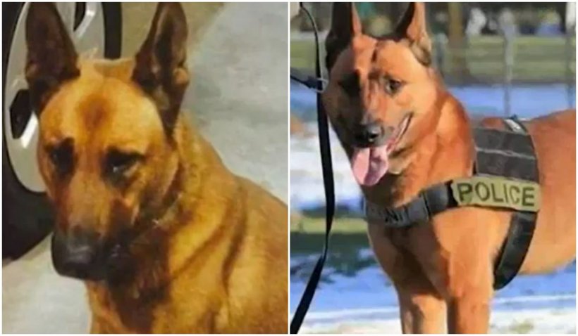 Un câine polițist, împușcat la datorie, a fost înmormântat ca un erou